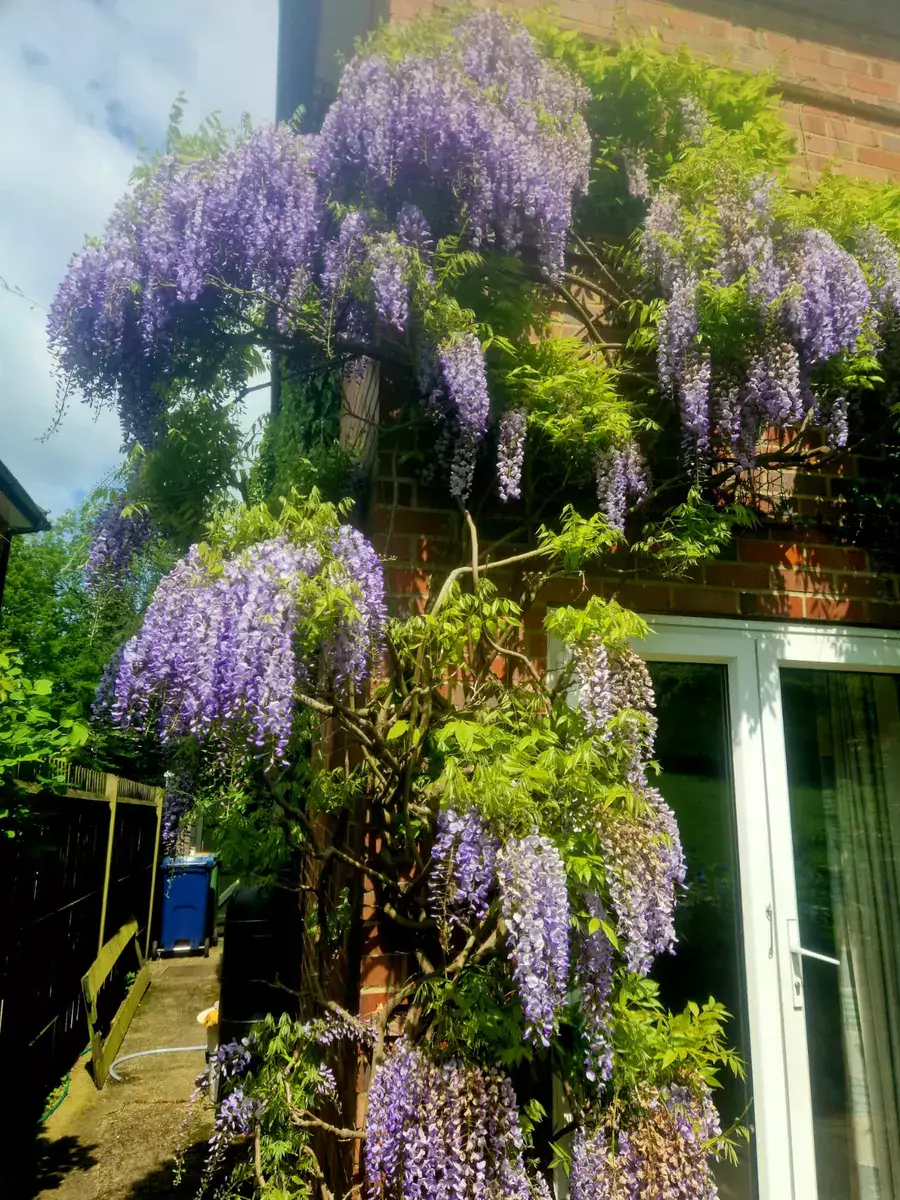 Wisteria in full flower trained across the front of a brick house